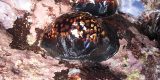 img_4185live-cowrie